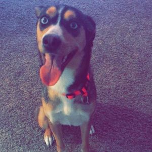 Meet your Posher, Alfredo